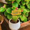 Cactus plant with printed flag